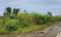 Công ty Công Minh thực hiện gói thầu cây xanh 12 tỷ đồng ở Bạc Liêu