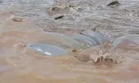 Xuất hiện một đàn cá heo bị mắc cạn ở vùng biển Bạc Liêu