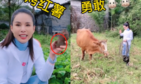 &apos;Tiểu Long Nữ&apos; Lý Nhược Đồng gây sốt với video chăn bò, lùa vịt