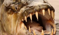 Huyền thoại về &apos;thủy quái&apos; nước ngọt hung dữ nhất hành tinh
