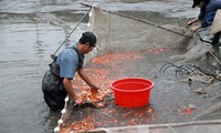 Làng nuôi cá chép đỏ Thuỷ Trầm hối hả trước ngày ông Công ông Táo