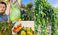 &apos;Lóa mắt&apos; với vườn cây sai trĩu quả của Bằng Kiều ở Mỹ