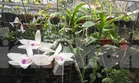 Chậu "5 cánh trắng Phú Thọ" khoe sắc 