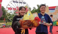 &apos;Vua gà Tiên Yên&apos; - cuộc thi có một không hai