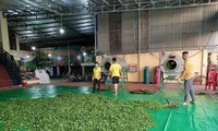 Một hợp tác xã không thể mở rộng diện tích trồng, chế biến chè vì thiếu vốn