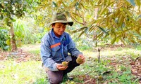 Anh Nhật đã đầu tư công sức, tiền của cho vụ sầu này