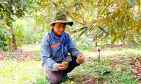 Anh Nhật đã đầu tư công sức, tiền của cho vụ sầu này