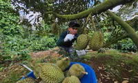 Nông dân mong muốn sớm có khuyến cáo về quy trình canh tác sầu riêng. Ảnh: Thái Lâm