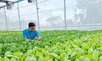 Sơ chế rau trước khi đưa ra thị trường