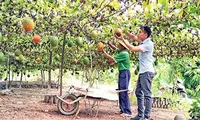 Ông chủ trẻ bén duyên loại quả &apos;đến từ thiên đường&apos;