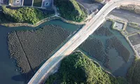Quảng Ninh: Rừng ngập mặn bị chặt phá, chết hàng loạt