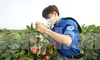 Tình nguyện viên bẻ vải thiều giúp người dân huyện Lục Ngạn, Bắc Giang 