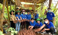 Thanh niên làm viên hạt giống 
