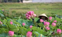 Đầm sen nở rộ, tỏa ngát hương thơm ở xã Kim Liên, huyện Nam Đàn, Nghệ An