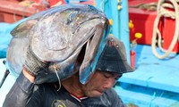 Rộn ràng &apos;lộc biển&apos; đầu năm 
