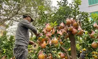 Nhà vườn chăm sóc bưởi Diễn bonsai chờ khách mua. Ảnh: Việt Linh 