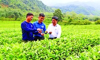 Cán bộ Tỉnh đoàn Nghệ An, Tổng đội TNXP 5 kiểm tra cây trồng chủ lực của các hộ đội viên