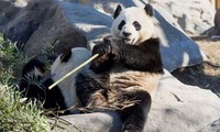 Gấu trúc khổng lồ Đại Mao và Nhị Thuận đã đến Toronto vào năm 2014