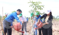 Trung ương Đoàn tham gia trồng mới 101.000 cây xanh rừng đầu nguồn