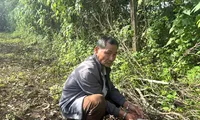 Đôi tình nhân nuôi gần 10 con chó dữ để thuận lợi tẩu tán ma tuý