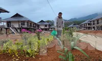 Người dân Làng Nủ dựng vườn, trồng hoa chuẩn bị về nhà mới