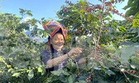 Nông dân tất bật chuẩn bị cho lễ hội cà phê lần đầu tiên ở Sơn La