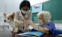 Phòng châm cứu thú y miễn phí của nữ phó giáo sư gần 90 tuổi