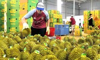 Thủ tướng chỉ đạo &apos;nóng&apos; về xuất khẩu sầu riêng, giao công an điều tra việc gian lận