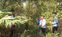 Sống khỏe nhờ vừa bảo vệ rừng, vừa chăn nuôi dưới tán rừng
