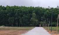 Rao bán đất trồng cây thành khu phân lô nghỉ dưỡng trong &apos;cơn sốt&apos; 