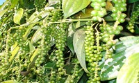Năm nay xuất khẩu tiêu sẽ đạt mức kỷ lục.