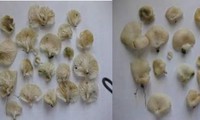Nấm ma (Omphalotus nidiformis) 