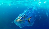 Hơn 80% sinh viên tham gia khảo sát biết dùng đồ nhựa có hại, nhưng không từ chối sử dụng
