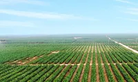 HAG trước nguy cơ bị huỷ niêm yết: Thiệt hại về ai?
