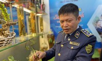 Quản lý thị trường giúp nhận diện sâm Ngọc Linh chuẩn