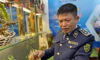 Quản lý thị trường giúp nhận diện sâm Ngọc Linh chuẩn