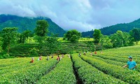 Cây chè giúp người dân Lai Châu xóa đói giảm nghèo