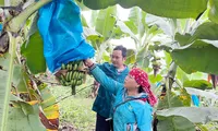 Đa dạng hóa sinh kế, phát triển mô hình giảm nghèo ở huyện vùng cao Lào Cai