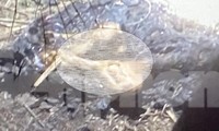 Kinh hoàng phát hiện bàn chân người cháy sém ở bãi đất trống tại Bình Dương
