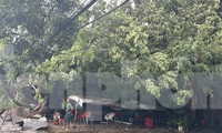 Dông lốc &apos;quật ngã&apos; cây xanh, đè bẹp xe 16 chỗ, sập quán cà phê