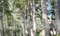 Một trụ sở công ở Bình Dương có 53 cây được công nhận di sản Việt Nam