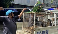 Bình Dương mạnh tay xử lý chó thả rông, phạt nguội chủ vật nuôi