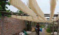 Làng miến dong Dương Liễu &apos;chạy đua&apos; với đơn hàng Tết