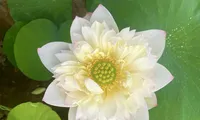 Người dân Hà Nội &apos;hái&apos; ra tiền nhờ bán hoa, giống sen đầu mùa