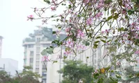 Ngỡ ngàng sắc hoa ban nở sớm giữa lòng Hà Nội