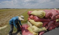 Giá lúa gạo bắt đầu tăng sau chuỗi ngày ảm đạm, ngân hàng mở hầu bao cho vay mạnh 