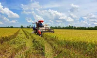 Ngành lúa gạo và câu chuyện phải ‘thay đổi’