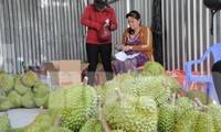 Xuất khẩu nông sản sang Trung Quốc: Vẫn còn mạo danh mã số