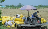 Biện pháp mạnh xử lý nạn &apos;bỏ kèo&apos;, phá giá lúa gạo 