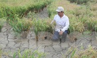 Thủ tướng yêu cầu địa phương lo đủ nước ngọt cho người dân miền Tây